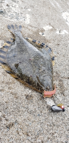 カレイの釣果