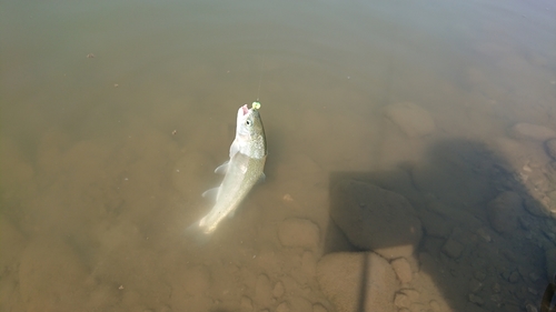 トラウトの釣果