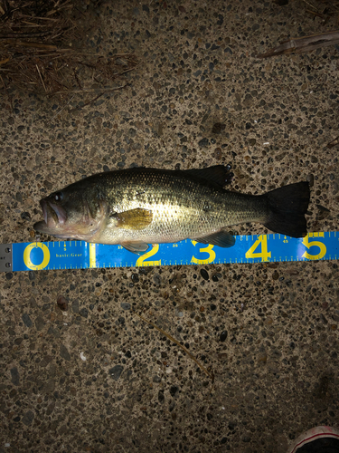 ブラックバスの釣果