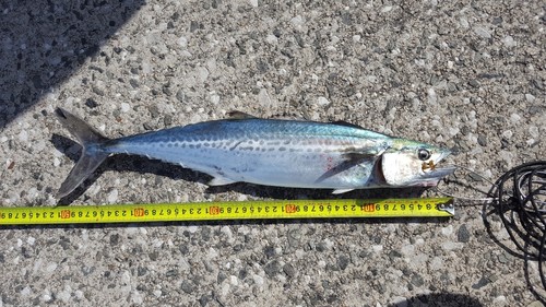 サゴシの釣果