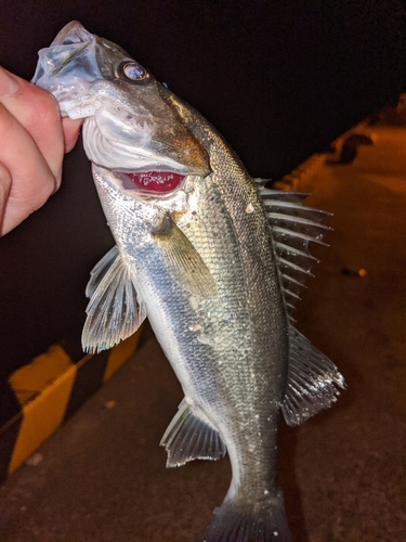 セイゴ（マルスズキ）の釣果