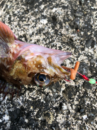 ガシラの釣果