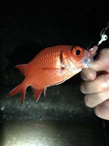 キンメダイの釣果