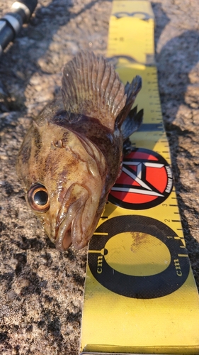 ムラソイの釣果