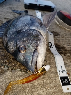 クロダイの釣果