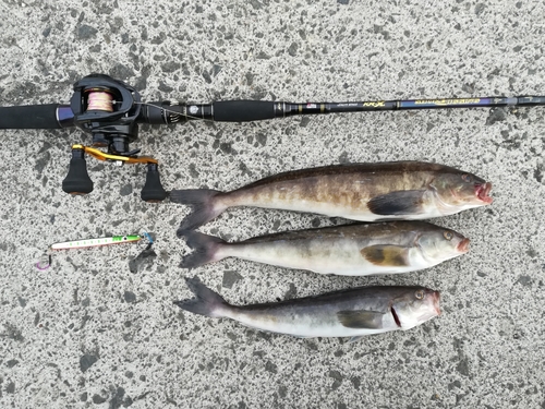 ホッケの釣果