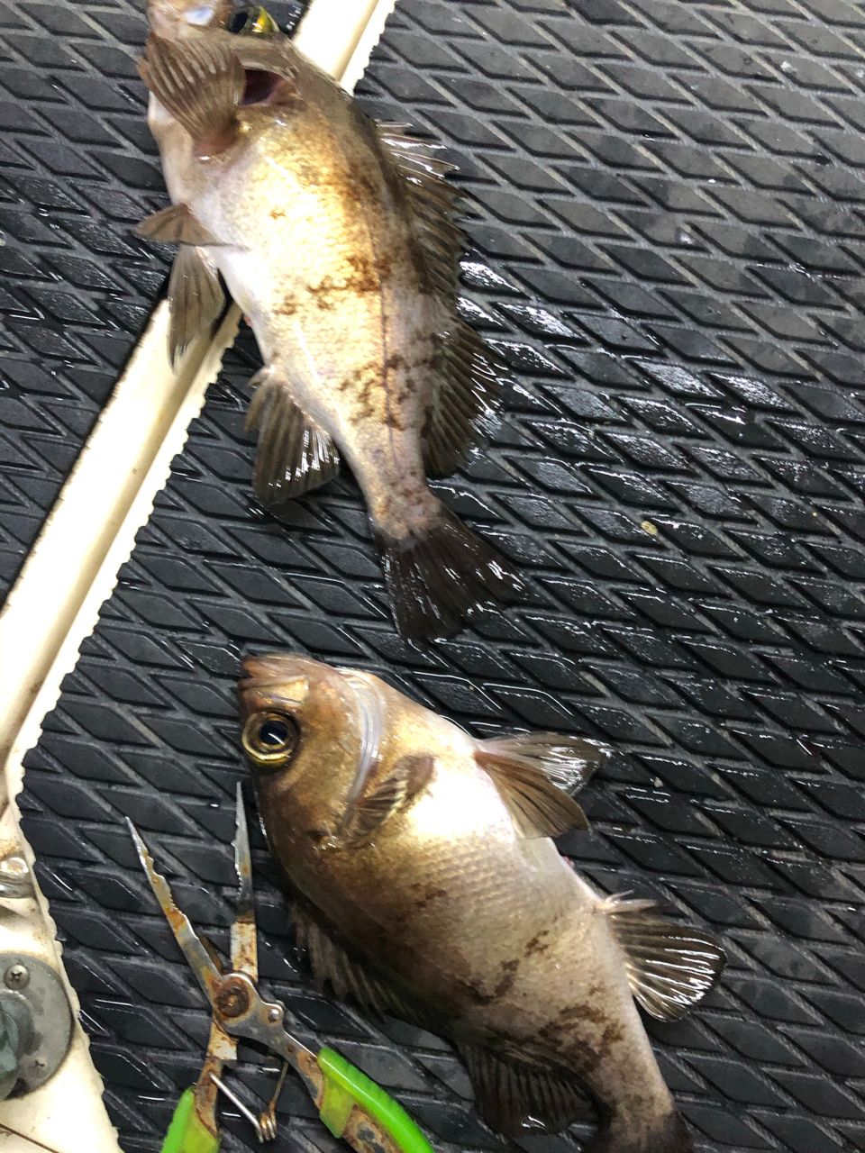 クロメバル