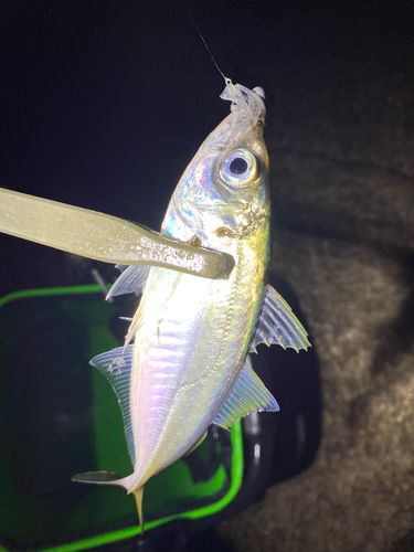 マアジの釣果