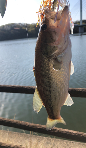 ブラックバスの釣果