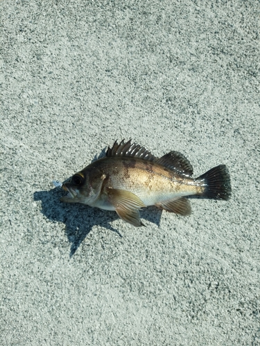 メバルの釣果