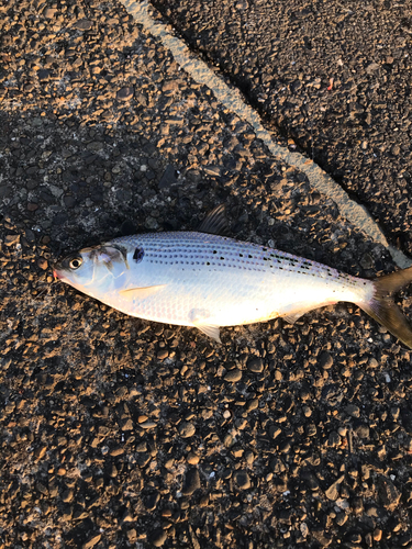 コノシロの釣果