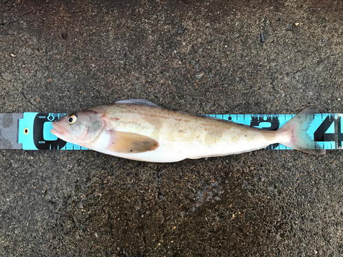 ホッケの釣果