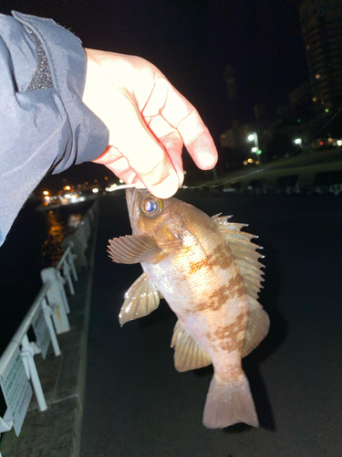 ウスメバルの釣果