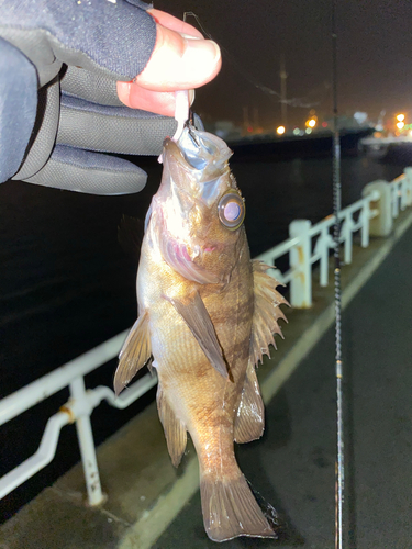 ウスメバルの釣果