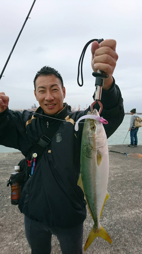 ワカシの釣果