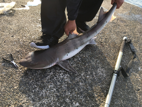 ドチザメの釣果