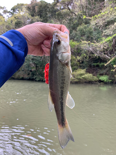 ラージマウスバスの釣果