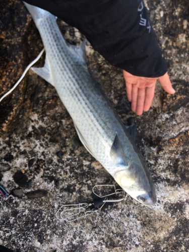 ボラの釣果