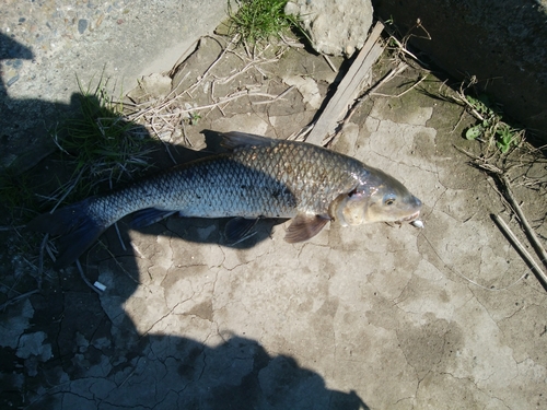 ニゴイの釣果