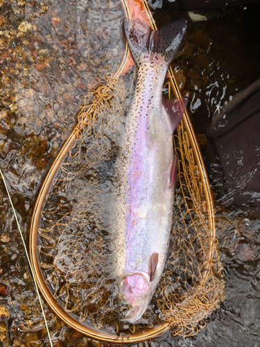 ニジマスの釣果