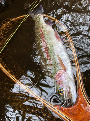 ニジマスの釣果