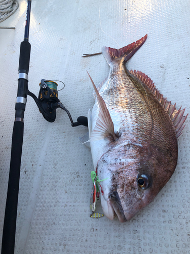 マダイの釣果