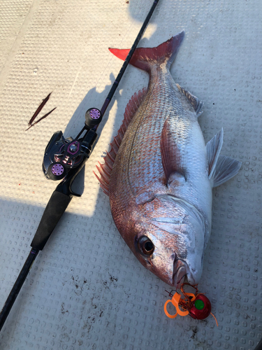 マダイの釣果