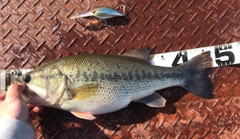 ブラックバスの釣果