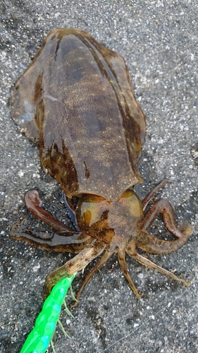 アオリイカの釣果