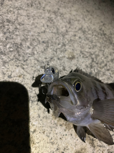 クロメバルの釣果