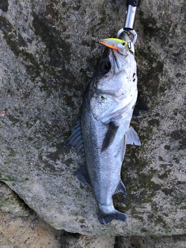 スズキの釣果