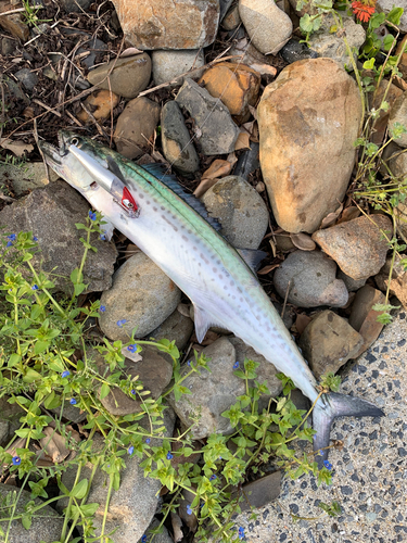 サゴシの釣果