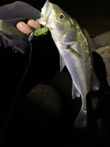 セイゴ（タイリクスズキ）の釣果