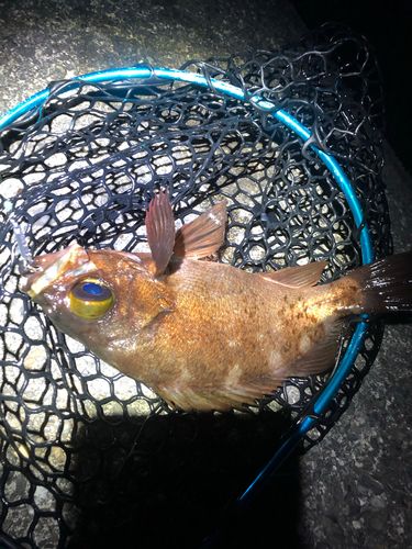 アカメバルの釣果