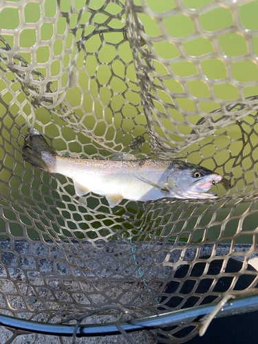 サクラマスの釣果