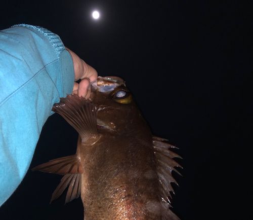 アカメバルの釣果
