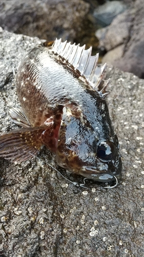 ソイの釣果