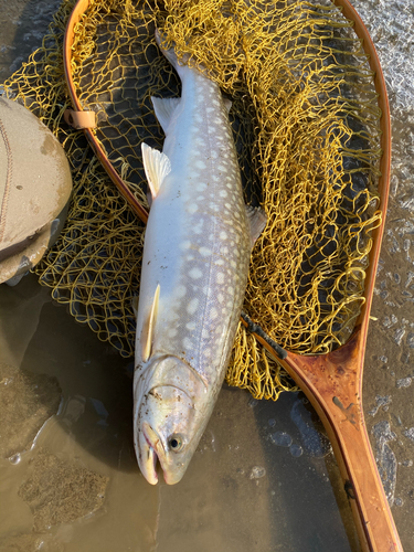 アメマスの釣果