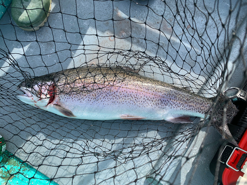 ニジマスの釣果