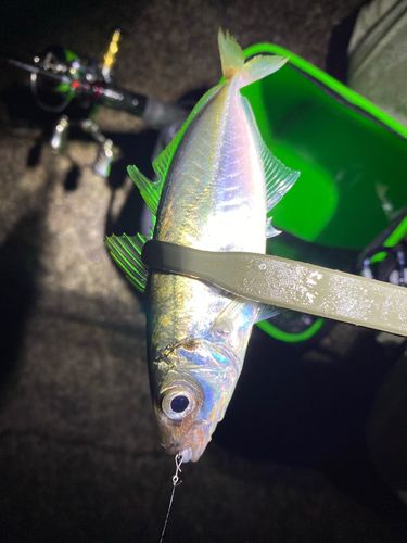 マアジの釣果