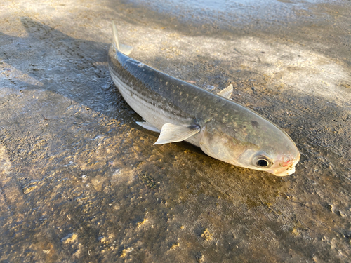 ボラの釣果