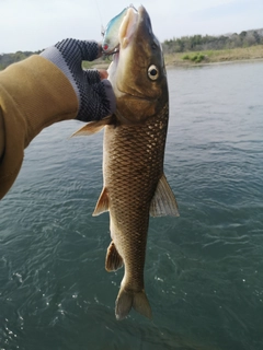 ニゴイの釣果