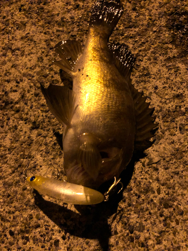 メバルの釣果