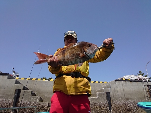 マダイの釣果