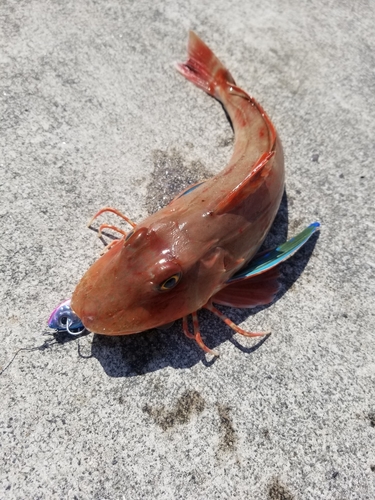 ホウボウの釣果