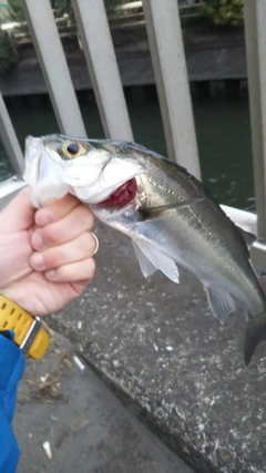 セイゴ（マルスズキ）の釣果