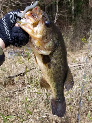 ラージマウスバスの釣果