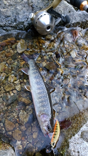 イワナの釣果