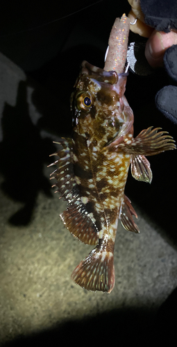 カサゴの釣果