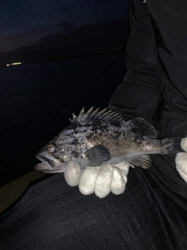 クロソイの釣果